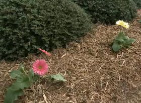 mulch1