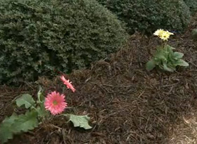 mulch2