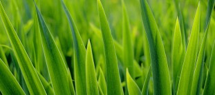 Lawn Watering Tips turf grass selection