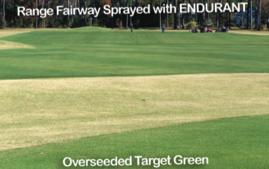 Range fairway sprayed with Endurant versus an overseeded target green in the foreground. (Photo supplied by Geoponics customer)