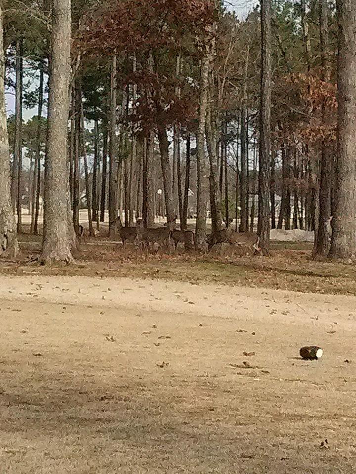 Geoponics Wildlife PHoto Contest Entry from Mark Paris on Facebook Entry from Mark Paris in the Geoponics WIldlife Photo contest for a chance to win Endurant FW, turf colorant for fairways, or other prizes.
