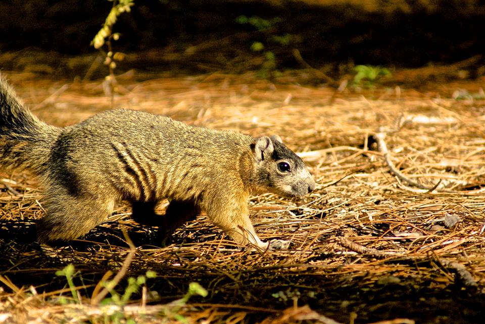 Geoponics squirrel wildlife photo contest Enter the Geoponics Wildlife Photo Contest today! Show us animals, wildflowers-- birds, fish, gators-- whatever you see, share it with us for a chance to win ENDURANT FW, turf colorant for fairways, or other prizes.