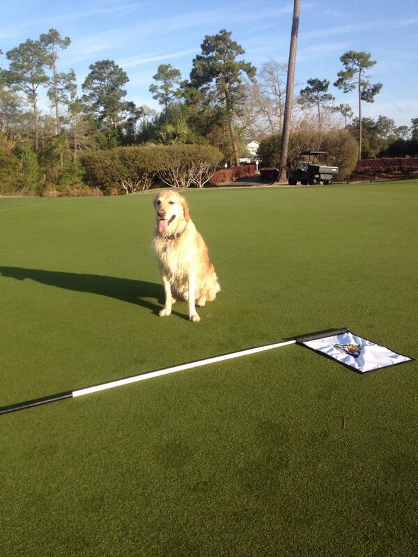 Wild dog entered in the Geoponics Wildlife Photo Contest Billie changing cups on the golf course. Entered in Geoponics WIldlife Photo contest for a chance to win a sample of Endurant FW, turf colorant for fairways, or other prizes