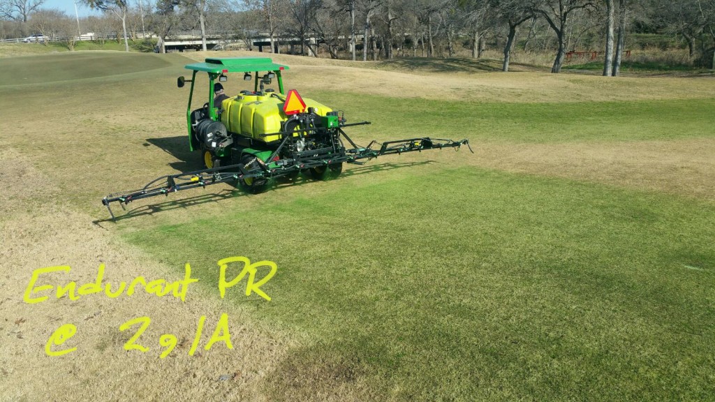 Endurant PR perennial rye grass colorant