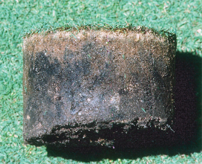 A sample of soil and turfgrass roots showing black layer